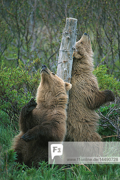 Braunbären kratzen sich den Rücken am Baumstumpf McNeil AK