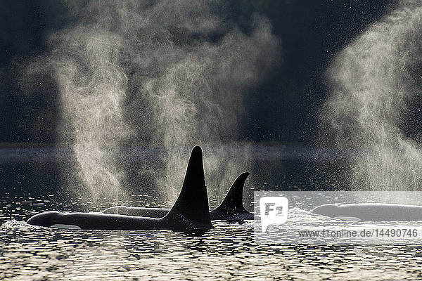 KOMPOSITUM: Orca Wale tauchen entlang einer bewaldeten Küste in Alaska´s Inside passage  Admiralty Island  Tongass National Forest  Südost Alaska