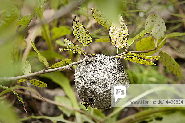 Daddy Long Legs Spider sits on a Yellow Jacket nest  Anchorage  Southcentral Alaska