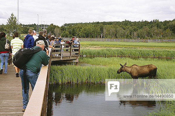 Besucher beobachten die Elchfütterung im Potter Marsh in der Nähe von Anchorage Alaska im Sommer