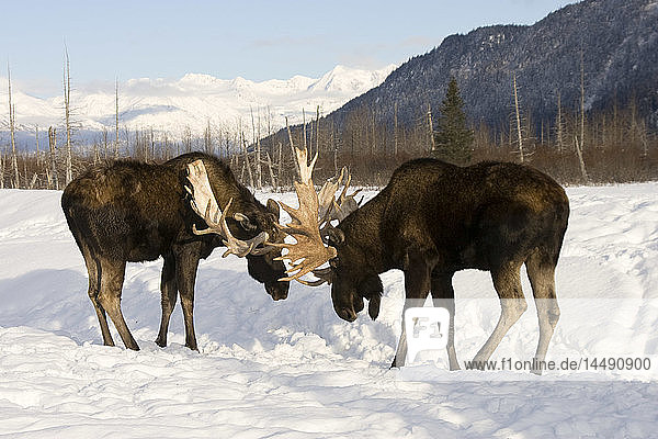 Zwei in Gefangenschaft lebende Elchbullen kämpfen während der Brunftzeit  Alaska Wildlife Conservation Center  Southcental  Herbst