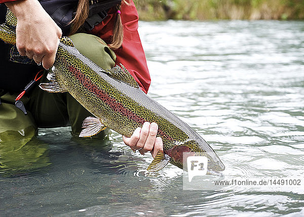 Eine Person lässt eine Regenbogenforelle frei  die sie beim Fliegenfischen am oberen Kenai River auf der Kenai-Halbinsel in Süd-Zentral-Alaska im Herbst gefangen hat.