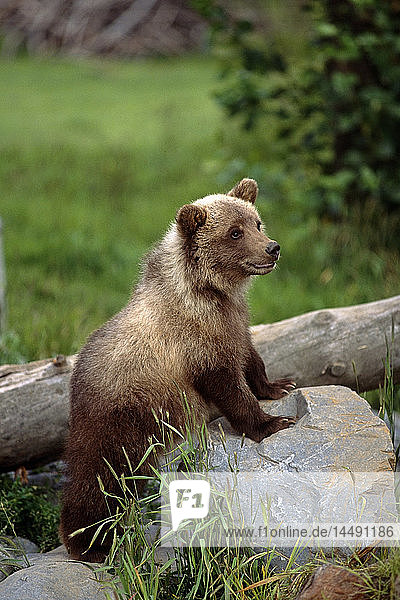 Grizzlybärjunges auf einem Felsen stehend mit Vorderpfoten Alaska Wildlife Conservation Center SC Alaska Captive
