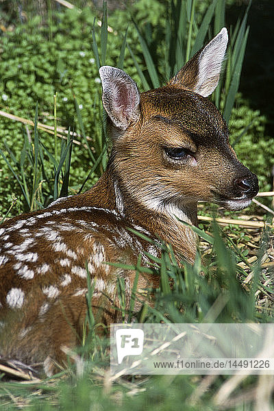 Sitka-Schwanzhirschkitz legt Gras in Gefangenschaft AK SC Spring Big Game AK