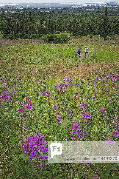 A young couple run up a trail at the Hilltop Ski area east of Anchorage  Alaska with blooming fireweed in the foreground