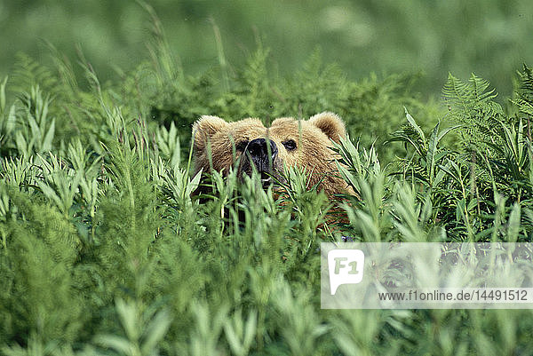 Grizzly in Farn versteckt in der Nähe des Karluk Sees Kodiak Island AK