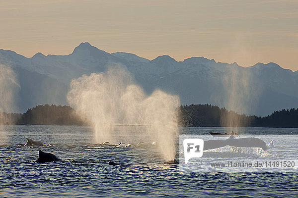 Eine Gruppe von Buckelwalen frisst bei Sonnenuntergang entlang der Küste von Admiralty Island in der Inside Passage von Alaska.