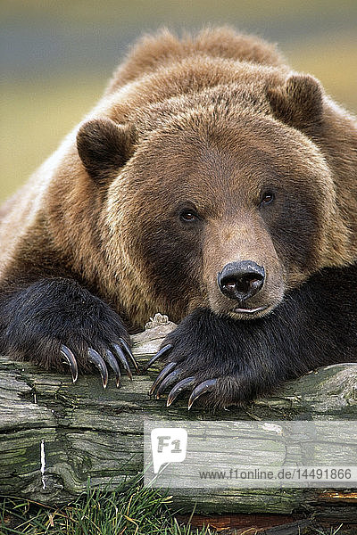 CAPTIVE Braunbär ruht mit ausgestreckten Vorderbeinen auf einem Baumstamm im Alaska Wildlife Conservation Center  Alaska CAPTIVE