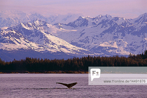 Buckelwale Schwanzflosse Prince William Sound SC Alaska/nGigitally Enhanced