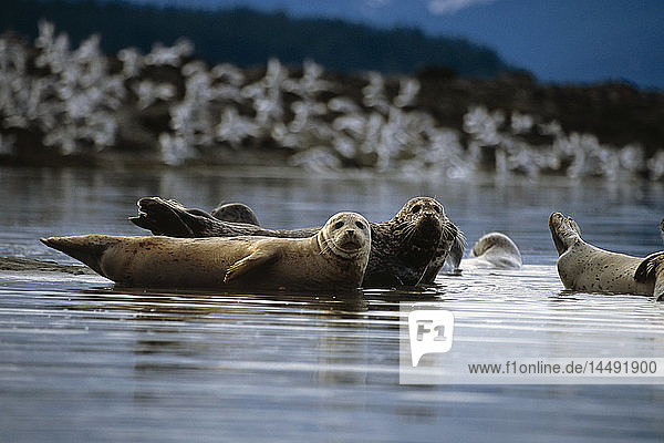 Seehunde auf Sandbank Südost-Alaska Sommer