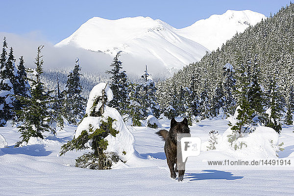 Schwarzer Wolf in schneebedeckter Wiese in Alaska´s Tongass Forest mit Coast Mountains im Hintergrund