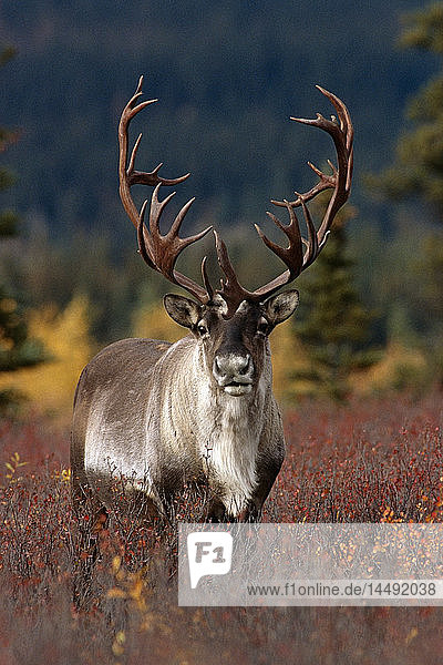 Frontalansicht eines großen Karibu-Bullen im Denali-Nationalpark im Inneren Alaskas Herbst
