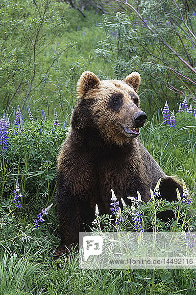 KAPITEL: Braunbär steht zwischen Lupinen-Wildblumen im Alaska Wildlife Conservation Center im Sommer in Süd-Zentral-Alaska KAPITEL