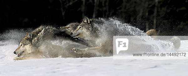 Rudel grauer Wölfe  die durch den tiefen Schnee laufen  gefangen AK SE Winter Composite