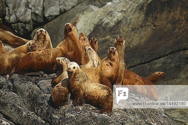 Stellare Seelöwen auf Felsen sitzend Cross Sound SE AK Sommerporträt