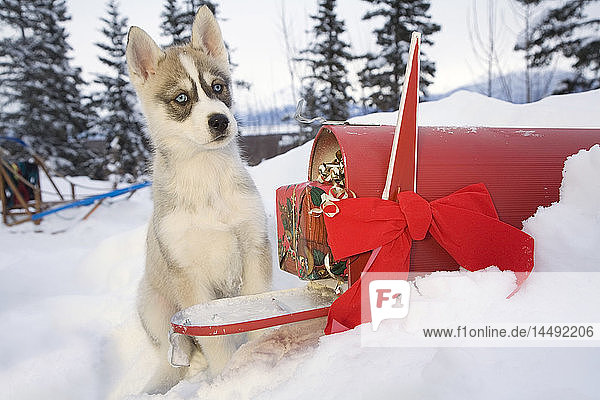 Siberian-Husky-Welpen schnüffeln an einem Weihnachtsgeschenk  das in einem Briefkasten im Schnee in Alaska liegt