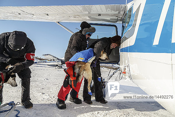 Freiwilliger Pilot lädt einen abgeworfenen Hund am Kaltag-Kontrollpunkt während des Iditarod 2015