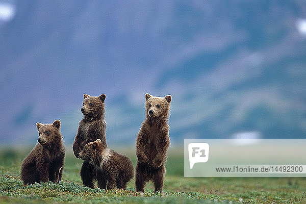 4 junge Braunbärenjunge stehen zusammen auf der Tundra Katmai National Park Südwest Alaska Sommer