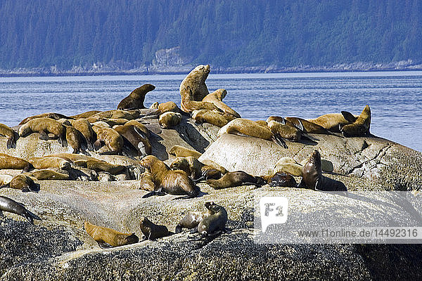 Steller Sea Lions on haulout South Marble Island Glacier Bay National Park Southeast Alaska Summer