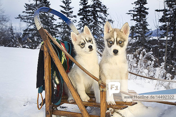 Zwei Siberian-Husky-Welpen sitzen im Hundeschlitten im Schnee Alaskas