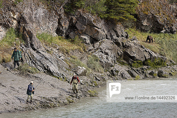 Three fisherman leave the shores of Bird Creek as a Brown bear approaches along the shoreline Southcentral Alaska