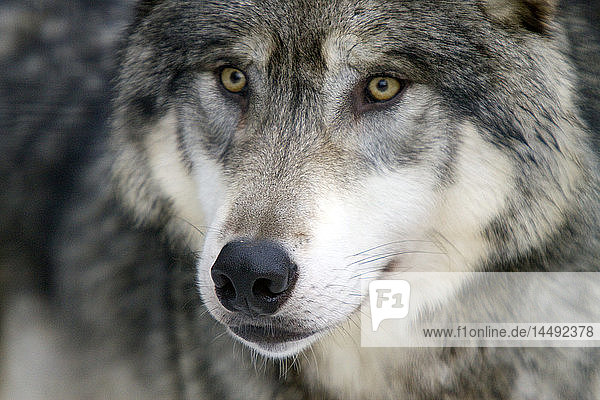 Nahaufnahme eines ausgewachsenen Grauwolfs  Alaska Wildlife Conservation Center  Süd-Zentral-Alaska  Winter  CAPTIVE