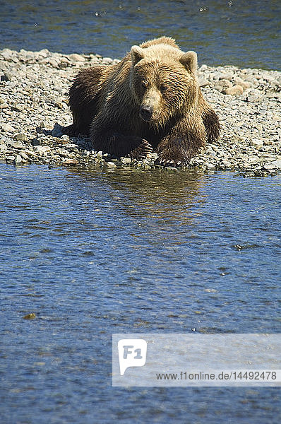 Braunbär  der auf einer Kiesbank am Mikfik Creek ruht  während er im Sommer im Südwesten Alaskas auf Lachse wartet.