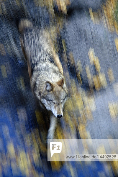 Draufsicht auf einen laufenden Wolf mit Bewegungsunschärfe im Herbst in Alberta  Kanada