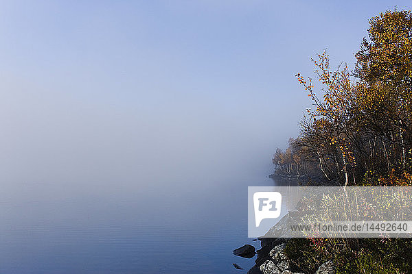 Trees at tranquil lake