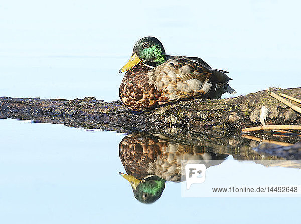 Mallard duck reflected in water