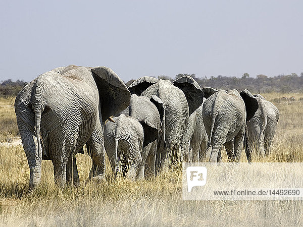 African Bush Elephant (Loxodonta africana) herd on plains