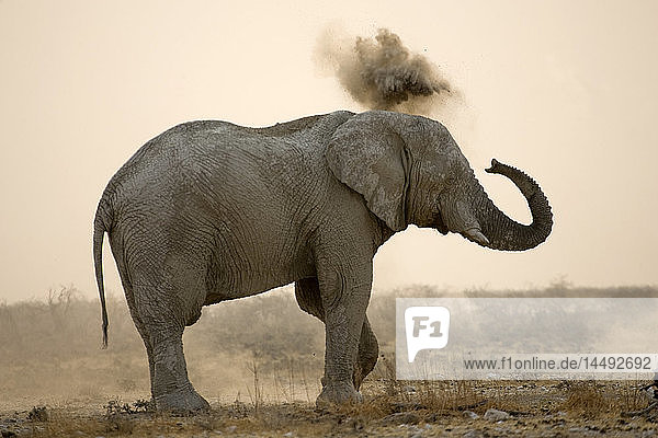 African Bush Elephant (Loxodonta africana) blowing sand