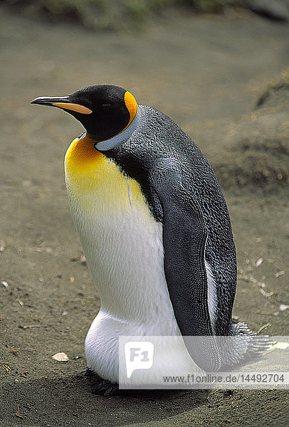 King Penguin (Aptenodytes patagonicus)