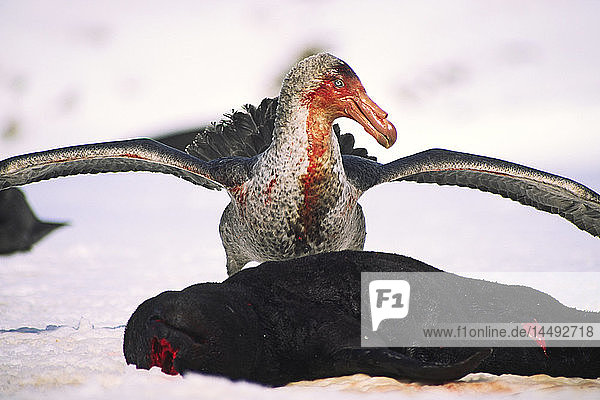 Giant petrel scavenging dead elephant seal