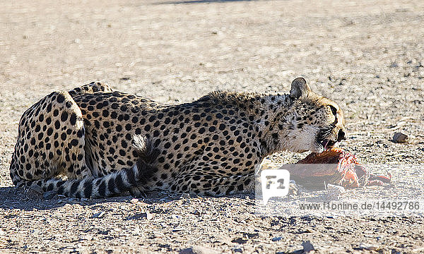Cheetah (Acinonyx jubatus) eating carcass