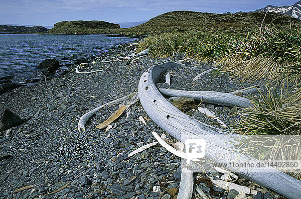 Coastal landscape with driftwood