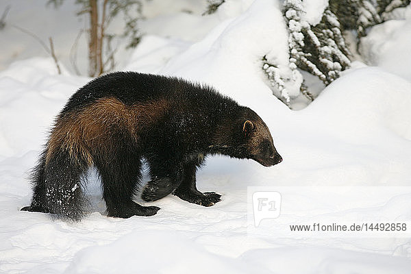 Wolverine (Gulo gulo) in snow