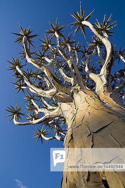 Low angle view of tropical tree
