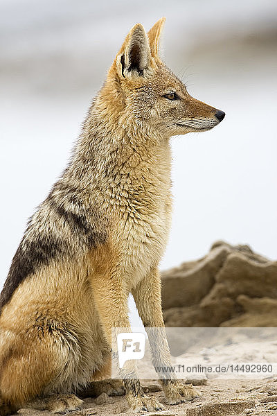 Black-backed Jackal (Canis mesomelas) profile