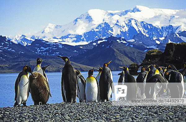 Group of royal penguins with snowcapped mountain ranges