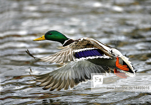 Mallard duck in flight over water