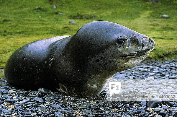 Leopard seal on rocky beach