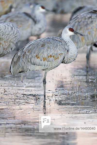 Sandhill Cranes (Grus canadensis)