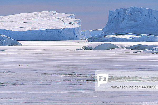 Icebergs in Antarctica