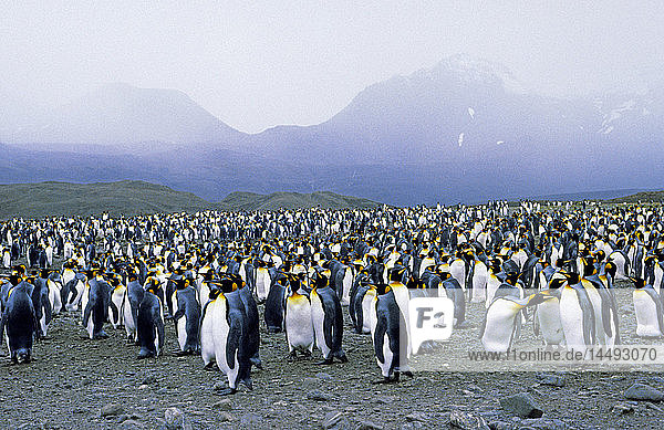 King Penguin (Aptenodytes patagonicus) colony