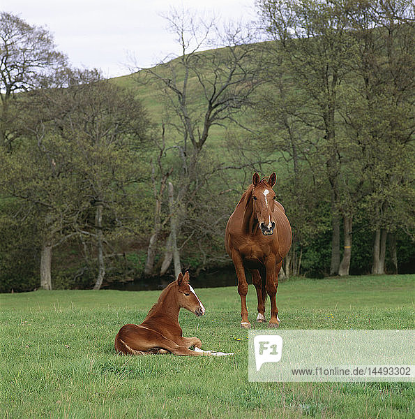 Horse and foal in field