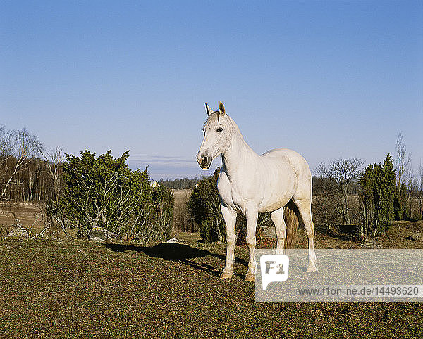 Weißes Pferd im Feld