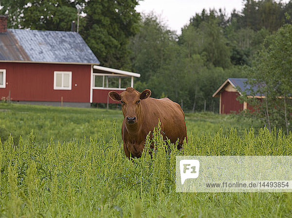 A cow  Sweden.