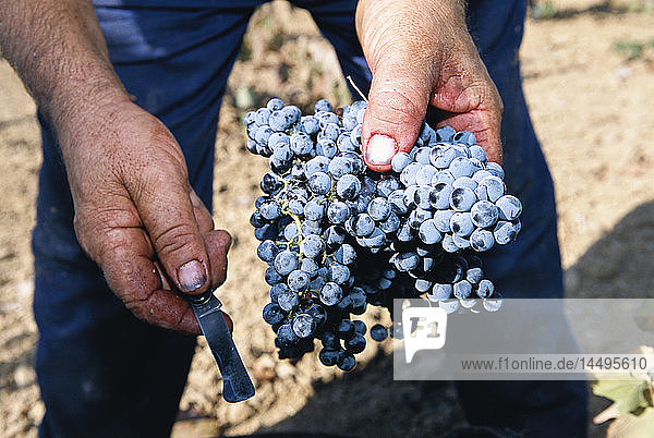 Weintrauben in einem Weinberg  Spanien.