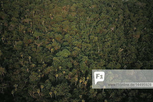 Tropischer Wald  Brasilien.